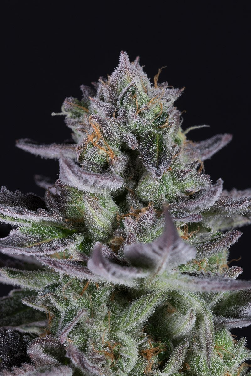 Dinafem Blueberry Cookies