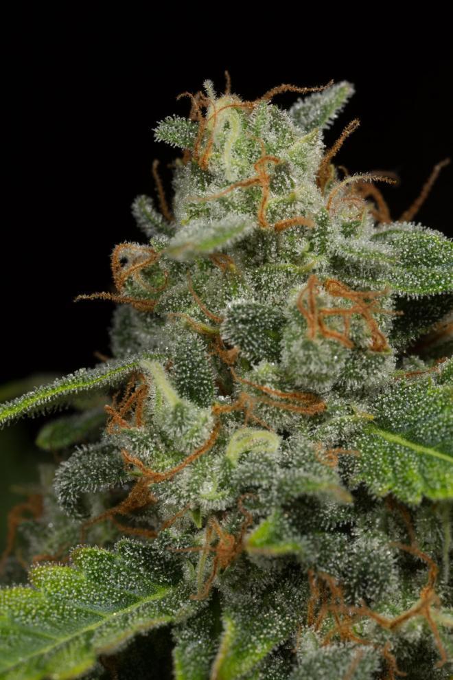 Dinafem Dinamed CBD Autoflowering