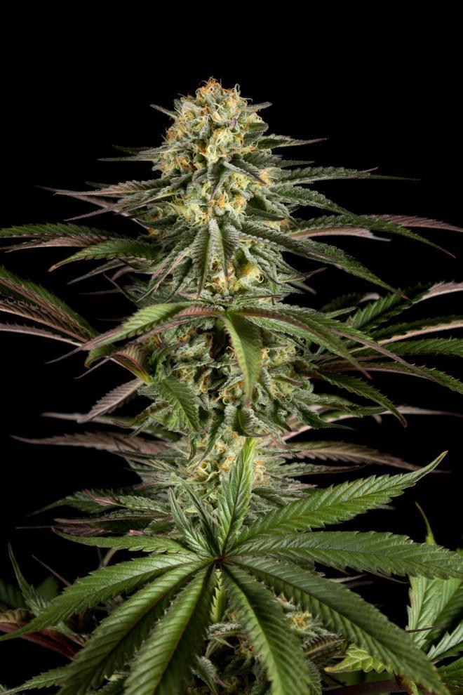 Dinafem Kush N' Cheese