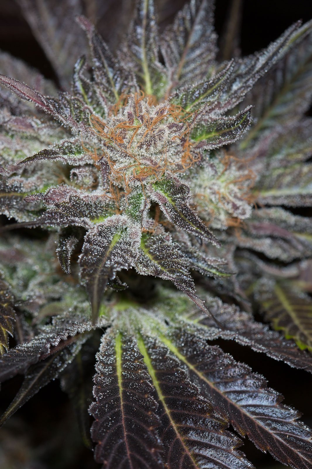 Humboldt Lost Coast Og