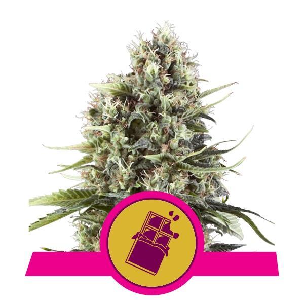 Royal Queen Seeds Chocolate Haze