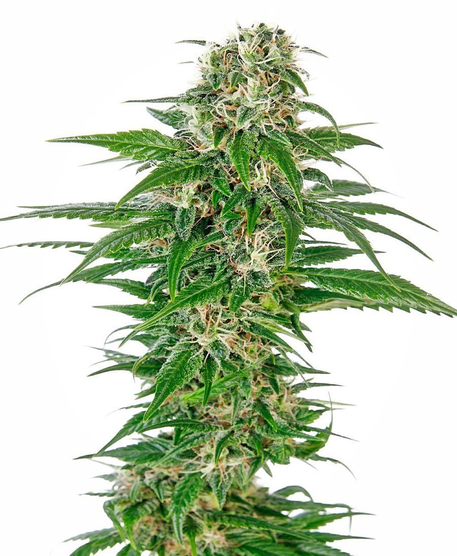Sensi Seeds Early Skunk Automatic