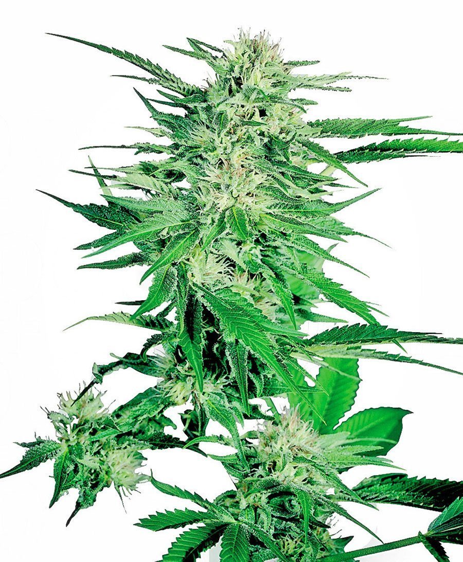 Sensi Seeds Big Bud Femminizzati
