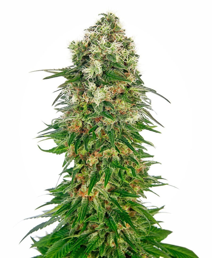 Sensi Seeds Shiva Skunk Automatic