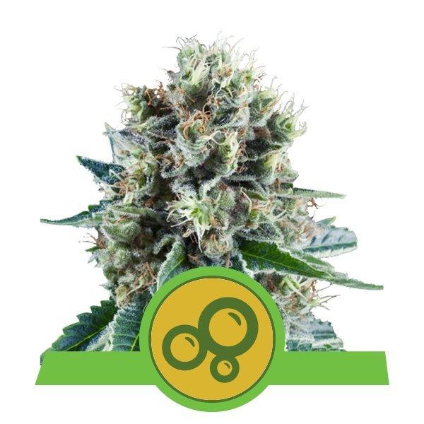 Royal Queen Seeds Bubble Kush Automatic
