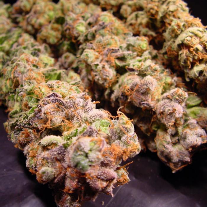 Paradise Seeds Durga Mata