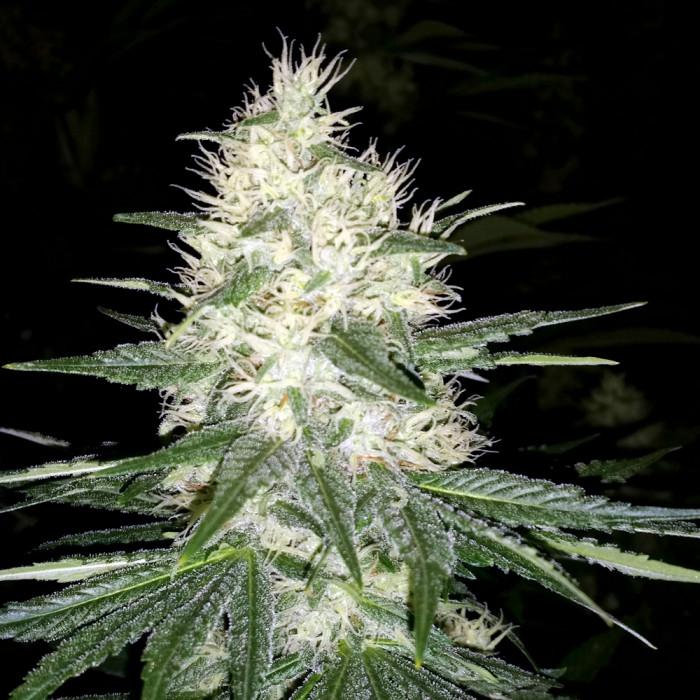 Paradise Seeds Dutch Kush