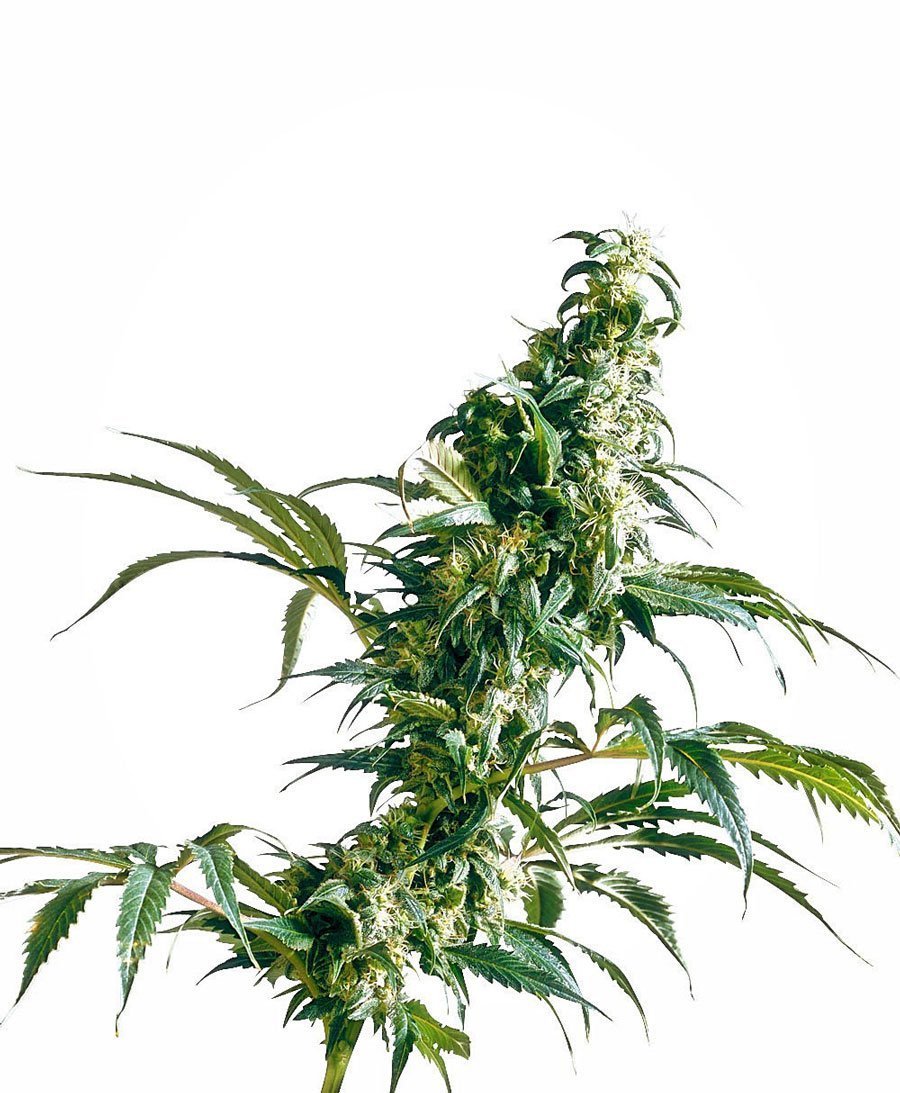 Sensi Seeds Mexican Sativa Femminizzati
