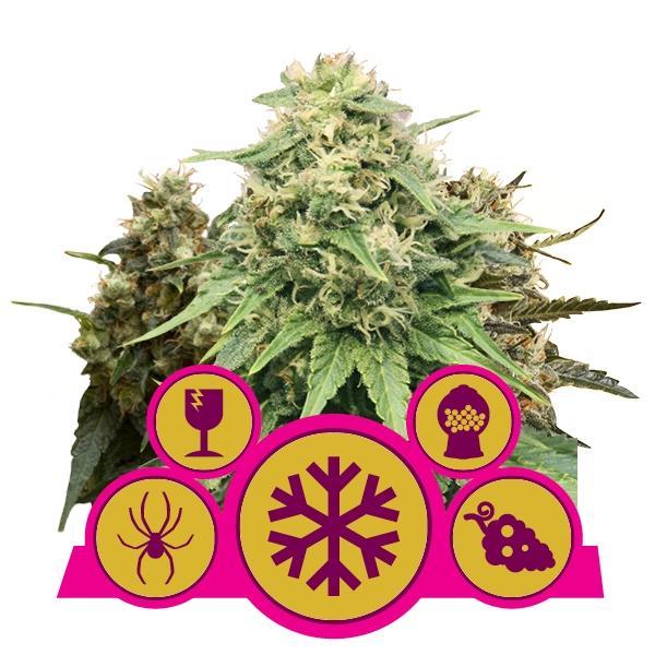 Royal Queen Seeds Mix Femminilizzata