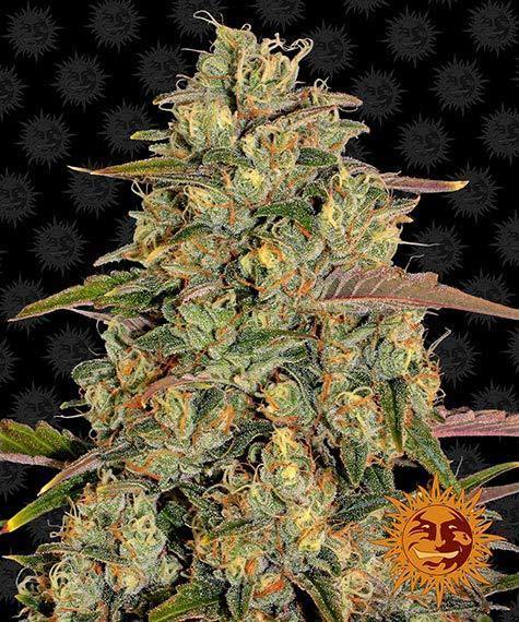 Aeroponica, Amnesia Lemon, Barney's Farm, Brands_Barney's Farm, Coltivazione, FEMMINIZZATI, Idroponica, Indoor, Outdoor, Semi, THC, Tipo_Femminizzati - doisgrowshop.it