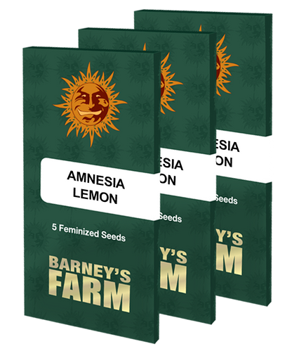 Aeroponica, Amnesia Lemon, Barney's Farm, Brands_Barney's Farm, Coltivazione, FEMMINIZZATI, Idroponica, Indoor, Outdoor, Semi, THC, Tipo_Femminizzati - doisgrowshop.it