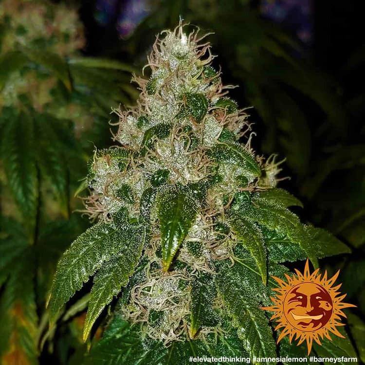 Aeroponica, Amnesia Lemon, Barney's Farm, Brands_Barney's Farm, Coltivazione, FEMMINIZZATI, Idroponica, Indoor, Outdoor, Semi, THC, Tipo_Femminizzati - doisgrowshop.it