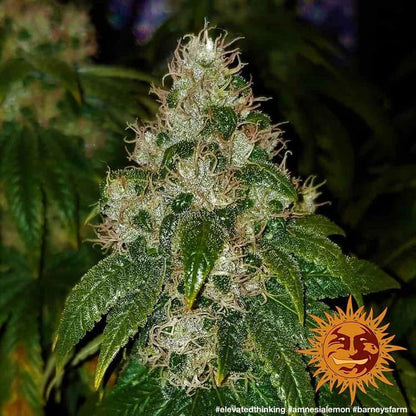 Aeroponica, Amnesia Lemon, Barney's Farm, Brands_Barney's Farm, Coltivazione, FEMMINIZZATI, Idroponica, Indoor, Outdoor, Semi, THC, Tipo_Femminizzati - doisgrowshop.it