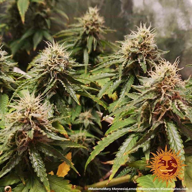 Aeroponica, Amnesia Lemon, Barney's Farm, Brands_Barney's Farm, Coltivazione, FEMMINIZZATI, Idroponica, Indoor, Outdoor, Semi, THC, Tipo_Femminizzati - doisgrowshop.it