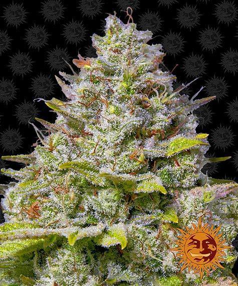 Aeroponica, Barney's Farm, Blue Gelato 41, Brands_Barney's Farm, Coltivazione, FEMMINIZZATI, Idroponica, Indoor, Outdoor, Semi, THC, Tipo_Femminizzati - doisgrowshop.it