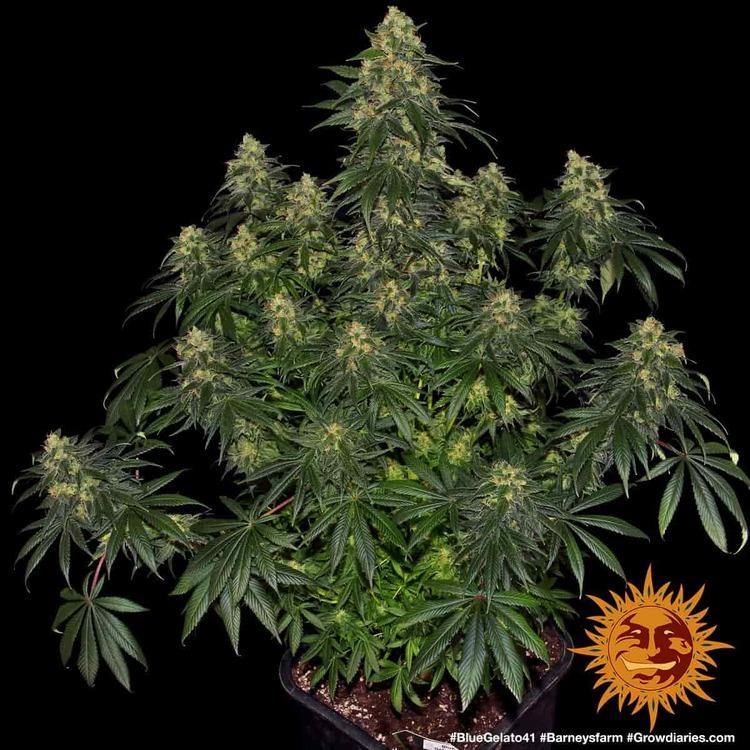 Aeroponica, Barney's Farm, Blue Gelato 41, Brands_Barney's Farm, Coltivazione, FEMMINIZZATI, Idroponica, Indoor, Outdoor, Semi, THC, Tipo_Femminizzati - doisgrowshop.it