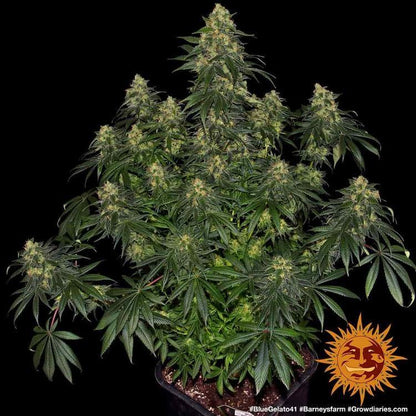Aeroponica, Barney's Farm, Blue Gelato 41, Brands_Barney's Farm, Coltivazione, FEMMINIZZATI, Idroponica, Indoor, Outdoor, Semi, THC, Tipo_Femminizzati - doisgrowshop.it
