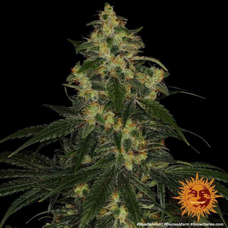 Aeroponica, Barney's Farm, Blue Gelato 41, Brands_Barney's Farm, Coltivazione, FEMMINIZZATI, Idroponica, Indoor, Outdoor, Semi, THC, Tipo_Femminizzati - doisgrowshop.it