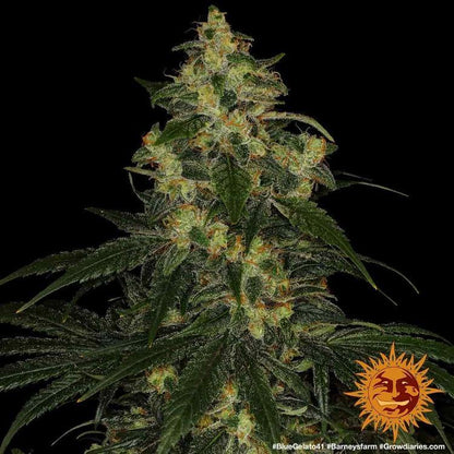 Aeroponica, Barney's Farm, Blue Gelato 41, Brands_Barney's Farm, Coltivazione, FEMMINIZZATI, Idroponica, Indoor, Outdoor, Semi, THC, Tipo_Femminizzati - doisgrowshop.it