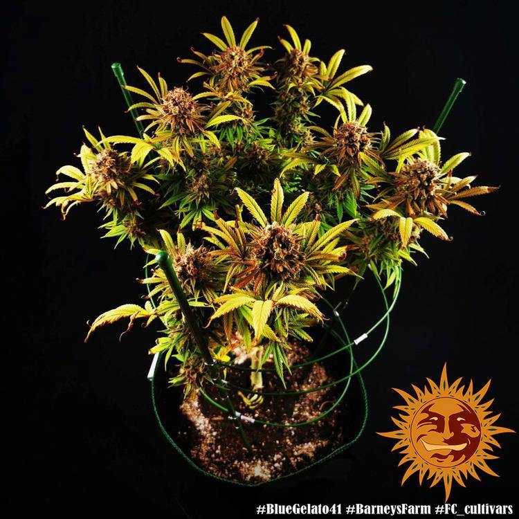 Aeroponica, Barney's Farm, Blue Gelato 41, Brands_Barney's Farm, Coltivazione, FEMMINIZZATI, Idroponica, Indoor, Outdoor, Semi, THC, Tipo_Femminizzati - doisgrowshop.it