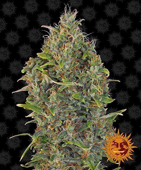 Aeroponica, AUTOFIORENTI, Barney's Farm, Brands_Barney's Farm, Coltivazione, Critical Kush Auto, Idroponica, Indoor, Outdoor, Semi, THC, Tipo_Auto Fiorenti - doisgrowshop.it