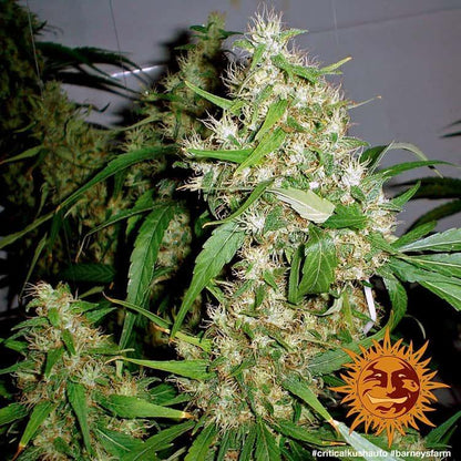 Aeroponica, AUTOFIORENTI, Barney's Farm, Brands_Barney's Farm, Coltivazione, Critical Kush Auto, Idroponica, Indoor, Outdoor, Semi, THC, Tipo_Auto Fiorenti - doisgrowshop.it
