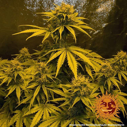 Aeroponica, AUTOFIORENTI, Barney's Farm, Brands_Barney's Farm, Coltivazione, Critical Kush Auto, Idroponica, Indoor, Outdoor, Semi, THC, Tipo_Auto Fiorenti - doisgrowshop.it