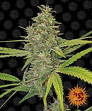 Aeroponica, Barney's Farm, Brands_Barney's Farm, Coltivazione, FEMMINIZZATI, G13 Haze, Idroponica, Indoor, Outdoor, Semi, THC, Tipo_Femminizzati - doisgrowshop.it