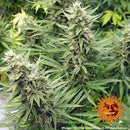 Aeroponica, Barney's Farm, Brands_Barney's Farm, Coltivazione, FEMMINIZZATI, G13 Haze, Idroponica, Indoor, Outdoor, Semi, THC, Tipo_Femminizzati - doisgrowshop.it