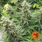 Aeroponica, Barney's Farm, Brands_Barney's Farm, Coltivazione, FEMMINIZZATI, G13 Haze, Idroponica, Indoor, Outdoor, Semi, THC, Tipo_Femminizzati - doisgrowshop.it