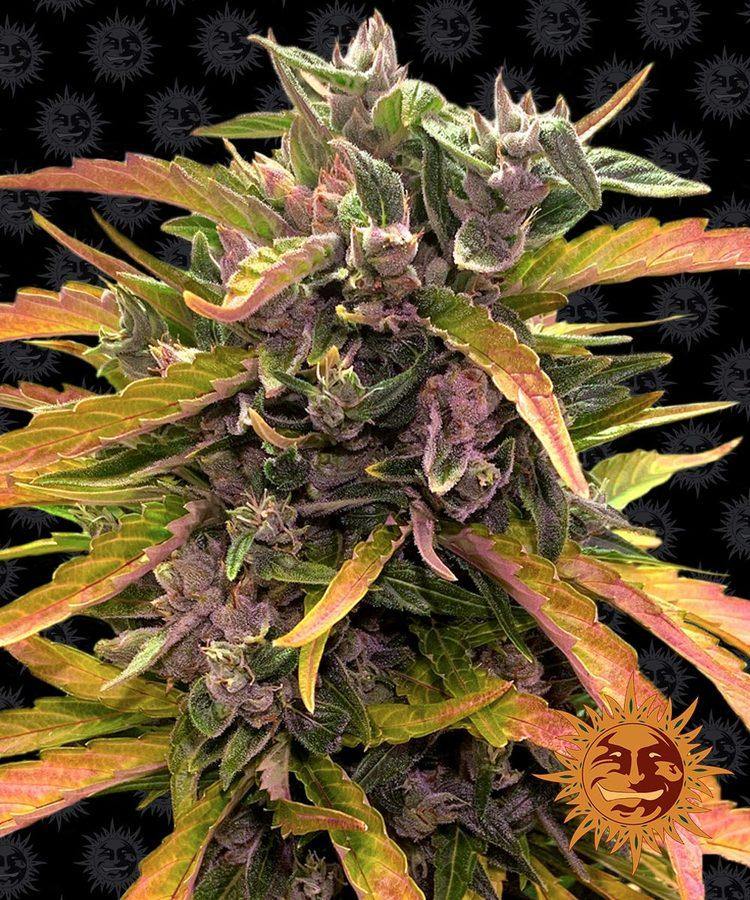 Aeroponica, AUTOFIORENTI, Barney's Farm, Brands_Barney's Farm, Coltivazione, Gorilla Glue Auto, Idroponica, Indoor, Outdoor, Semi, THC, Tipo_Auto Fiorenti - doisgrowshop.it