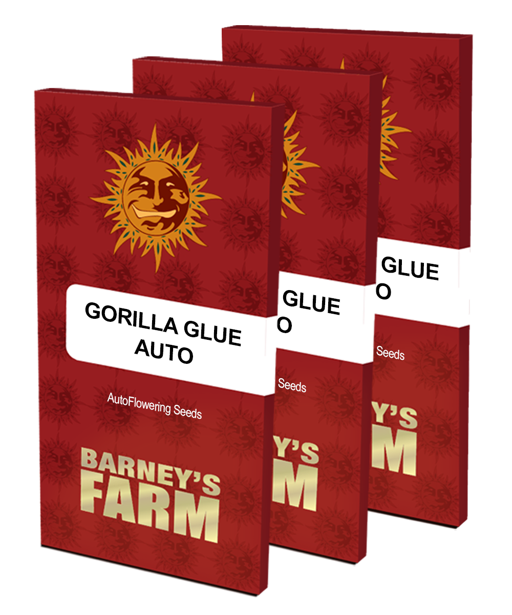 Aeroponica, AUTOFIORENTI, Barney's Farm, Brands_Barney's Farm, Coltivazione, Gorilla Glue Auto, Idroponica, Indoor, Outdoor, Semi, THC, Tipo_Auto Fiorenti - doisgrowshop.it