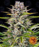 Aeroponica, AUTOFIORENTI, Barney's Farm, Brands_Barney's Farm, Coltivazione, Gorilla Zkittlez Auto, Idroponica, Indoor, Outdoor, Semi, THC, Tipo_Auto Fiorenti - doisgrowshop.it