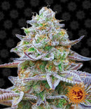 Aeroponica, Barney's Farm, Brands_Barney's Farm, Coltivazione, FEMMINIZZATI, Gorilla Zkittlez, Idroponica, Indoor, Outdoor, Semi, THC, Tipo_Femminizzati - doisgrowshop.it