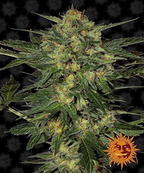 Aeroponica, Barney's Farm, Brands_Barney's Farm, Coltivazione, FEMMINIZZATI, Idroponica, Indoor, LSD, Outdoor, Semi, THC, Tipo_Femminizzati - doisgrowshop.it