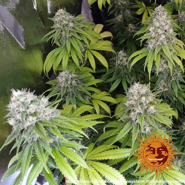 Aeroponica, Barney's Farm, Brands_Barney's Farm, Coltivazione, FEMMINIZZATI, Idroponica, Indoor, LSD, Outdoor, Semi, THC, Tipo_Femminizzati - doisgrowshop.it