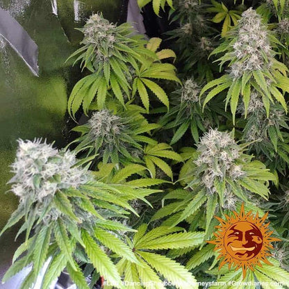 Aeroponica, Barney's Farm, Brands_Barney's Farm, Coltivazione, FEMMINIZZATI, Idroponica, Indoor, LSD, Outdoor, Semi, THC, Tipo_Femminizzati - doisgrowshop.it