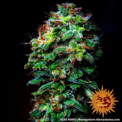 Aeroponica, Barney's Farm, Brands_Barney's Farm, Coltivazione, FEMMINIZZATI, Idroponica, Indoor, LSD, Outdoor, Semi, THC, Tipo_Femminizzati - doisgrowshop.it