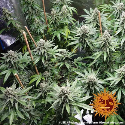 Aeroponica, Barney's Farm, Brands_Barney's Farm, Coltivazione, FEMMINIZZATI, Idroponica, Indoor, LSD, Outdoor, Semi, THC, Tipo_Femminizzati - doisgrowshop.it