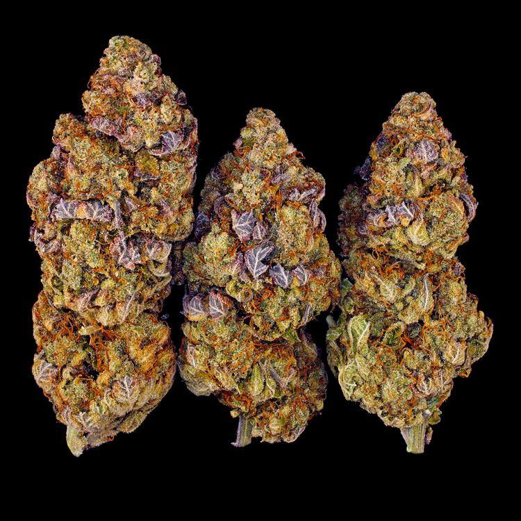 Aeroponica, Barney's Farm, Brands_Barney's Farm, Coltivazione, FEMMINIZZATI, Idroponica, Indoor, Mimosa EVO, Outdoor, Semi, THC, Tipo_Femminizzati - doisgrowshop.it