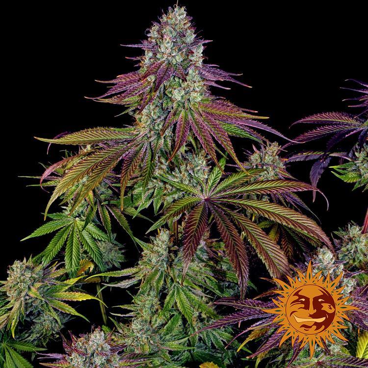 Aeroponica, Barney's Farm, Brands_Barney's Farm, Coltivazione, FEMMINIZZATI, Idroponica, Indoor, Mimosa EVO, Outdoor, Semi, THC, Tipo_Femminizzati - doisgrowshop.it