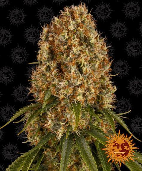 Aeroponica, Barney's Farm, Brands_Barney's Farm, Coltivazione, FEMMINIZZATI, Idroponica, Indoor, Orange Sherbert, Outdoor, Semi, THC, Tipo_Femminizzati - doisgrowshop.it