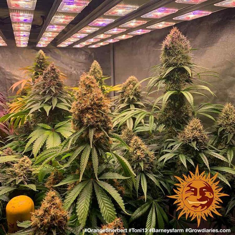 Aeroponica, Barney's Farm, Brands_Barney's Farm, Coltivazione, FEMMINIZZATI, Idroponica, Indoor, Orange Sherbert, Outdoor, Semi, THC, Tipo_Femminizzati - doisgrowshop.it