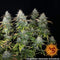 Aeroponica, Barney's Farm, Brands_Barney's Farm, Coltivazione, FEMMINIZZATI, Idroponica, Indoor, Orange Sherbert, Outdoor, Semi, THC, Tipo_Femminizzati - doisgrowshop.it