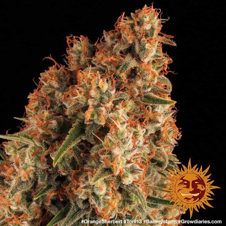 Aeroponica, Barney's Farm, Brands_Barney's Farm, Coltivazione, FEMMINIZZATI, Idroponica, Indoor, Orange Sherbert, Outdoor, Semi, THC, Tipo_Femminizzati - doisgrowshop.it