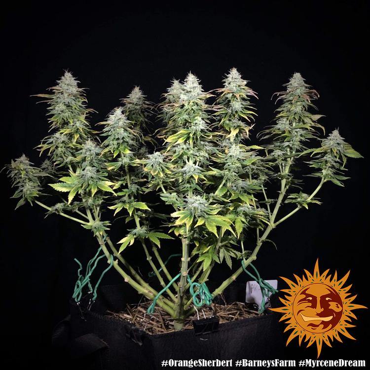 Aeroponica, Barney's Farm, Brands_Barney's Farm, Coltivazione, FEMMINIZZATI, Idroponica, Indoor, Orange Sherbert, Outdoor, Semi, THC, Tipo_Femminizzati - doisgrowshop.it