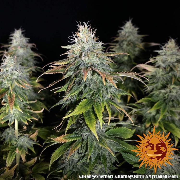 Aeroponica, Barney's Farm, Brands_Barney's Farm, Coltivazione, FEMMINIZZATI, Idroponica, Indoor, Orange Sherbert, Outdoor, Semi, THC, Tipo_Femminizzati - doisgrowshop.it