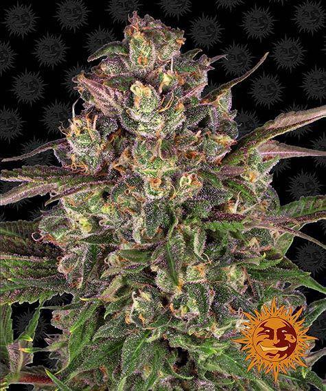 Aeroponica, Barney's Farm, Brands_Barney's Farm, Coltivazione, FEMMINIZZATI, Idroponica, Indoor, Outdoor, Peyote Critical, Semi, THC, Tipo_Femminizzati - doisgrowshop.it