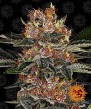 Aeroponica, AUTOFIORENTI, Barney's Farm, Brands_Barney's Farm, Coltivazione, Idroponica, Indoor, Outdoor, Purple Punch Auto, Semi, THC, Tipo_Auto Fiorenti - doisgrowshop.it