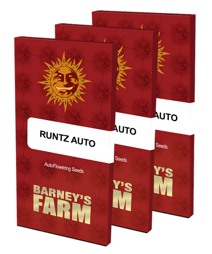 Aeroponica, AUTOFIORENTI, Barney's Farm, Brands_Barney's Farm, Coltivazione, Idroponica, Indoor, Outdoor, Runtz Auto, Semi, THC, Tipo_Auto Fiorenti - doisgrowshop.it